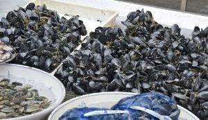 cozze contaminate, allarme in Italia