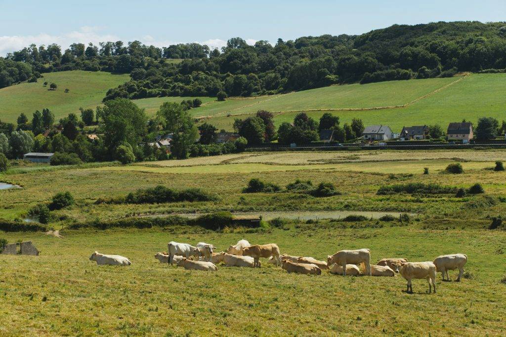 Cows grazing on grassy field on a bright sunny day. Normandy, France