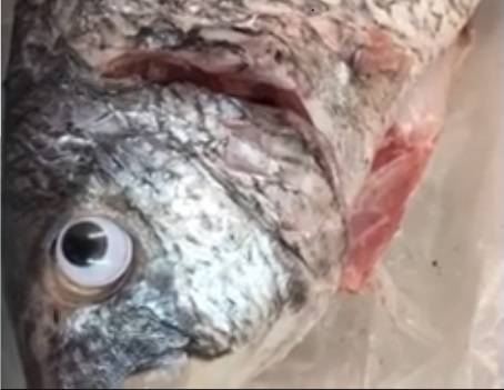 Occhi finti sul pesce - Fotogramma Video Facebook