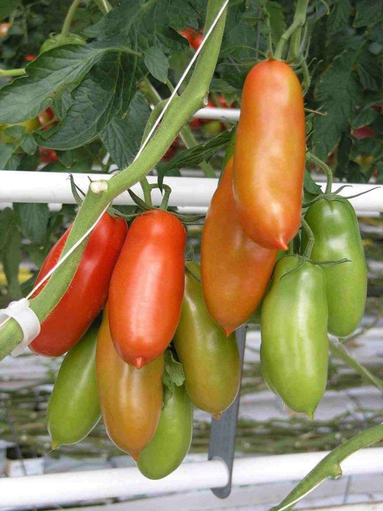 Pesto di Pomodori Arrostiti