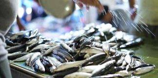 Allarme sardine e vongole La notizia dalla Fedagripesca - ricettasprint
