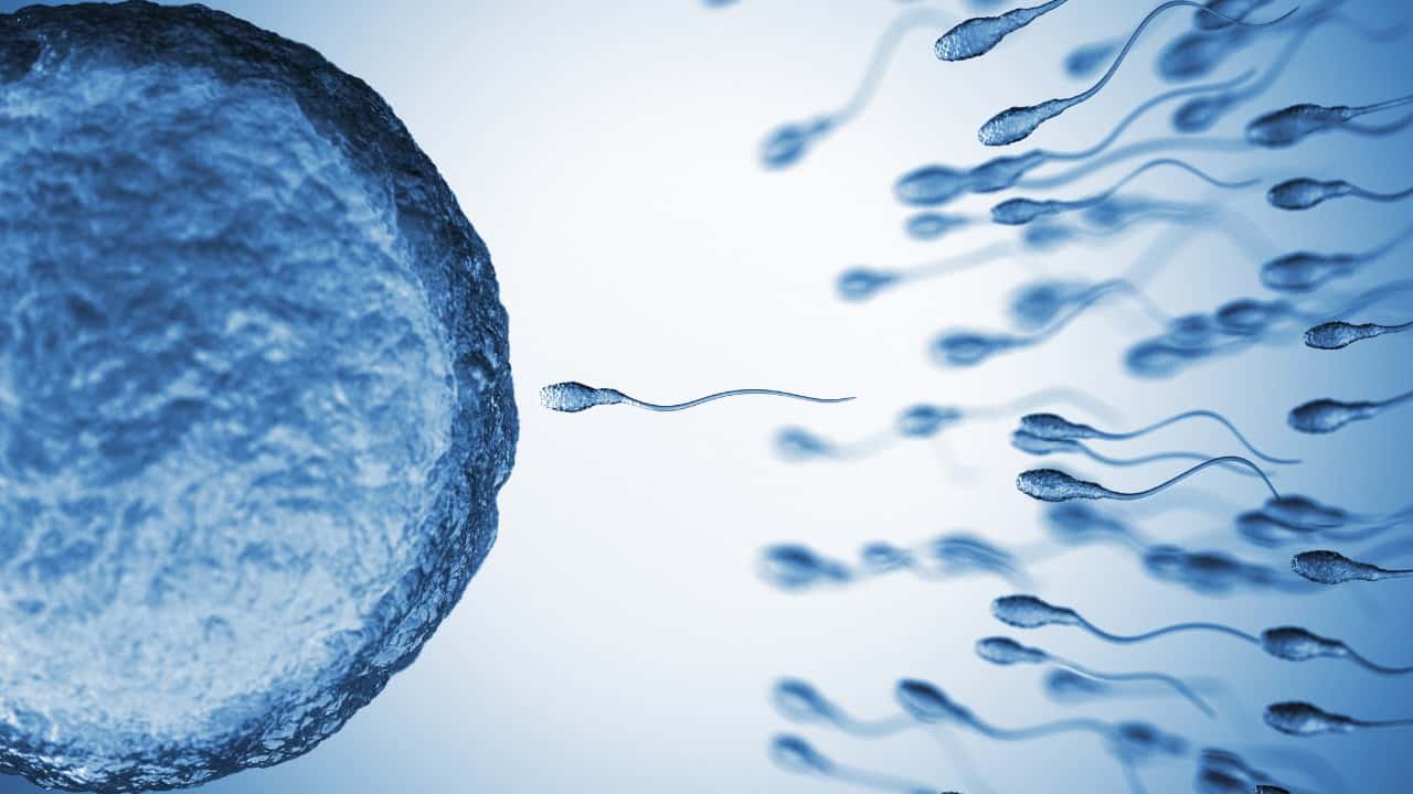 Spermatozoi e fertilità