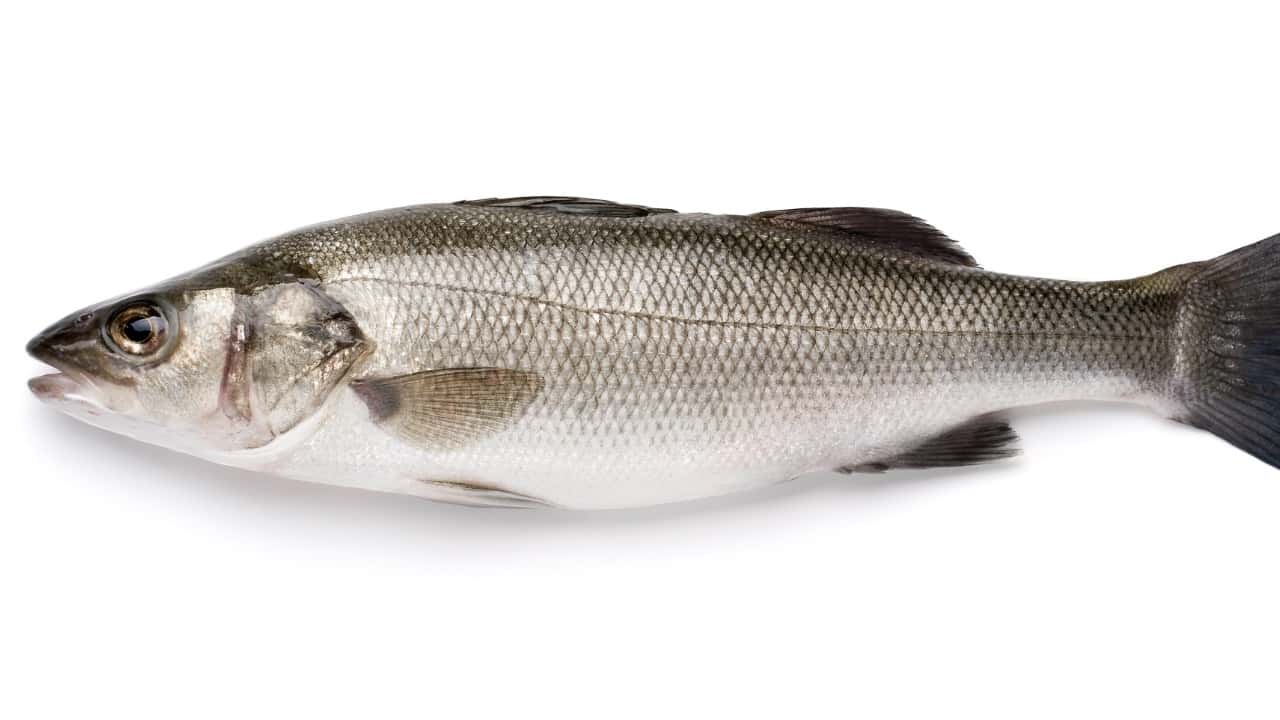 Branzino