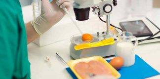 Contaminazione Salmonella alimenti