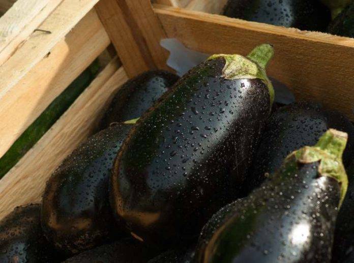 Melanzane croccanti alla piastra con quinoa e pomodorini ...