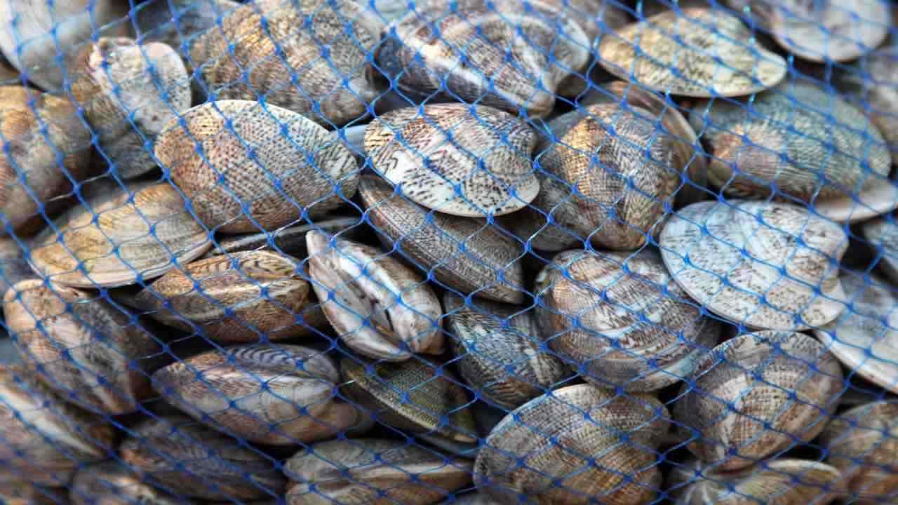 Vongole ritirate | Presenza di batteri nocivi