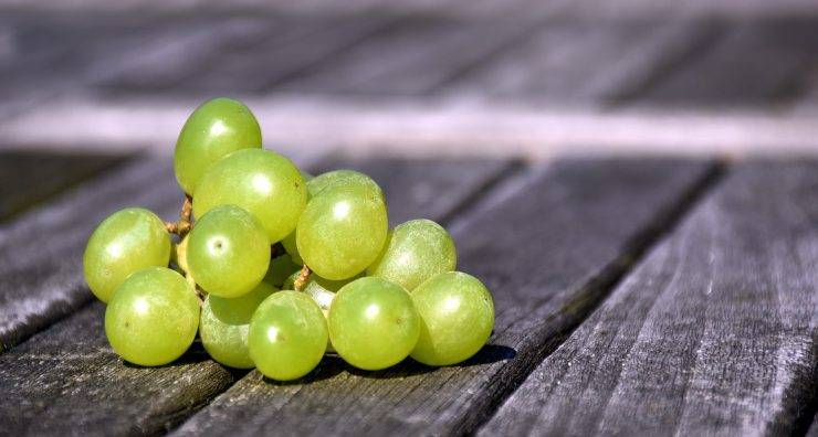 Conserva di uva