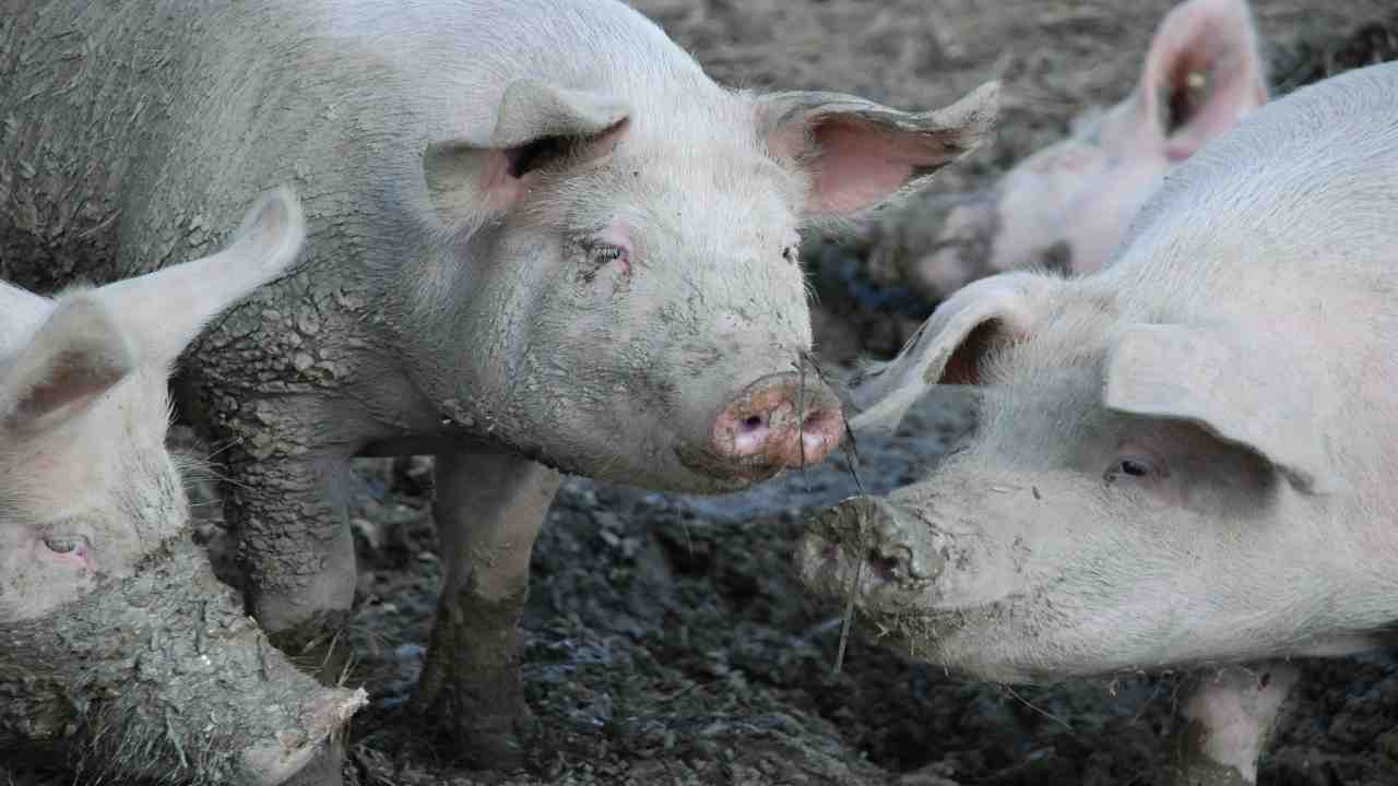 peste suina africana cinghiale