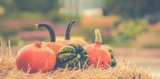 Zucca proprietà benefici e le migliori ricette Halloween ricettasprint