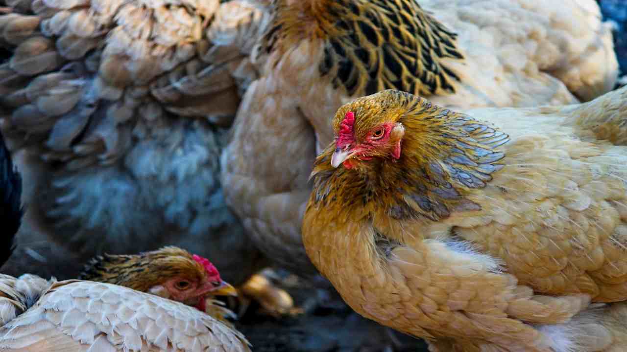 influenza aviaria allevamento polli