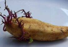 mangiare patate germogliate