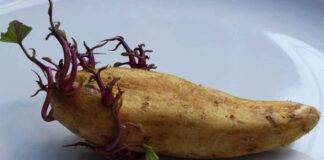 mangiare patate germogliate