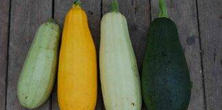 Tipi di zucchine