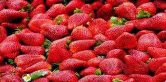 come conservare le fragole i consigli