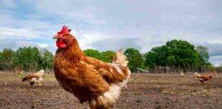 il pollo fa male ormoni