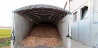 Grano contaminato