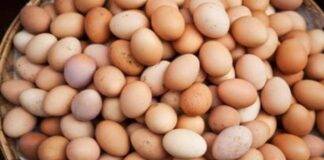 uova al fipronil