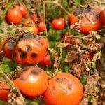 Il virus ToBRFV devasta le piante di pomodori e peperoni