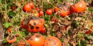 Il virus ToBRFV devasta le piante di pomodori e peperoni