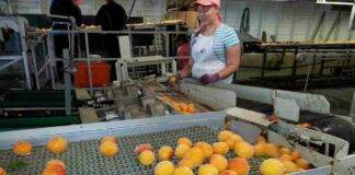 sale nel cibo fabbrica