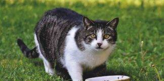 Cibo per gatti richiamo alimentare