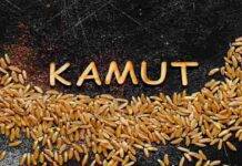 Grano Kamut | la grossa sorpresa di Report | “La realtà è un’altra” Grano Kamut