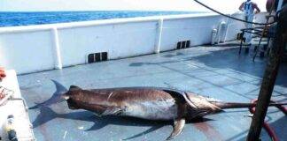 Mercurio nel pesce spada