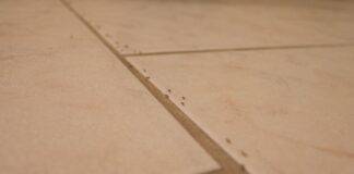 Sterminare le formiche come fare