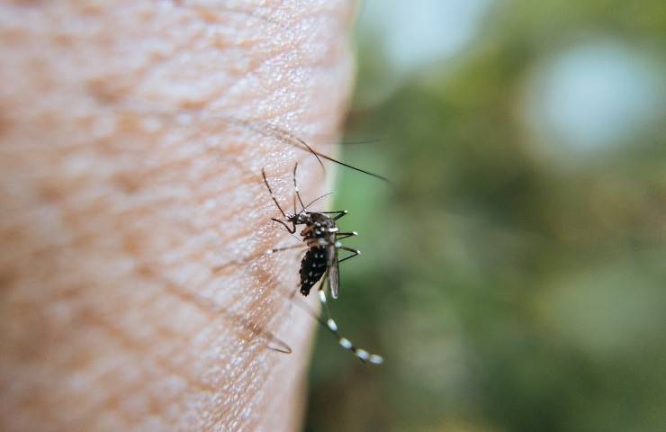 Come lenire le punture di zanzare