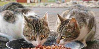 Pericoli dal cibo crudo per animali domestici