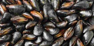 Allarme cozze contaminate