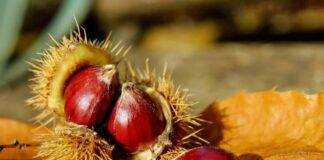 Castagne come riconoscere le migliori