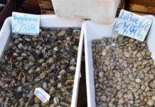 Vongole contaminate