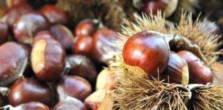 Castagne e marroni come distinguerli