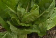 Come capire quando è il momento giusto di raccogliere il radicchio | Ricetta e trucco del contadino digitale Mat The Farmer