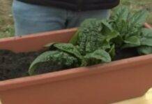 Come piantare e fare la mungitura degli spinaci | Ricetta e trucco del contadino digitale Mat The Farmer