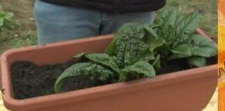 Come piantare e fare la mungitura degli spinaci | Ricetta e trucco del contadino digitale Mat The Farmer