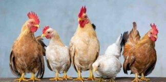 Fusi e cosce di pollo quali sono le differenze
