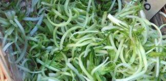 puntarelle pulite e pronte da cucinare