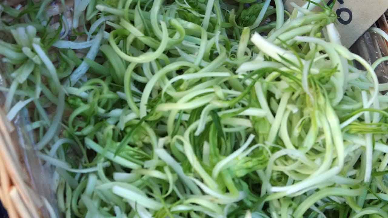 puntarelle pulite e pronte da cucinare