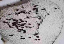 Torta a cuore vaniglia e cioccolato con cuore morbido