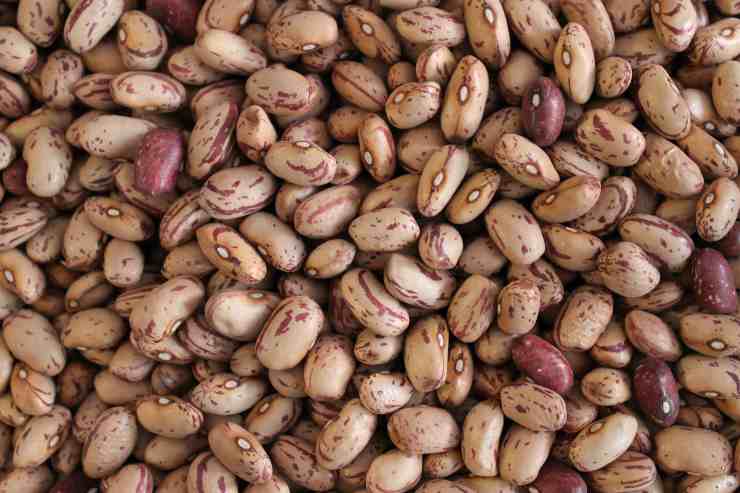 borlotti beans