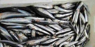 Acciughe sottoposte a richiamo alimentare