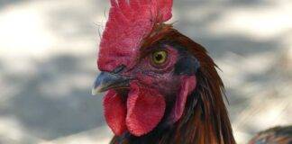 Differenze tra pollo e cappone