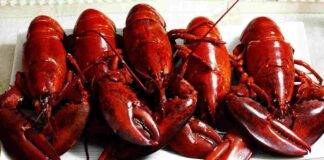 Crostacei vivi divieto di cucinarli