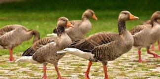 Fois gras proteste pratica