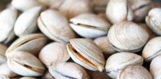 Spurgare le vongole metodo alternativo