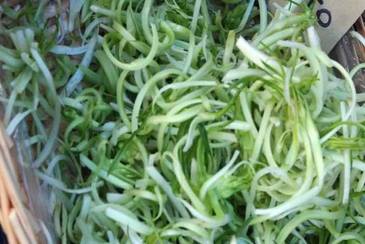 puntarelle 