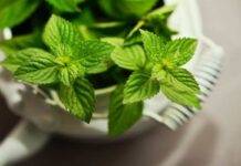 tortine menta cioccolato 2022 02 04 (2)