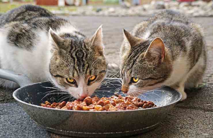 Due gatti mentre mangiano